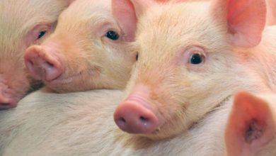 Фото - В Германии выращивают свиней для получения донорских органов