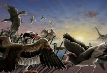 Фото - В Китае найдены окаменелости неизвестных науке птиц