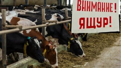 Фото - Вспышки ящура происходят в мире все чаще. Чем опасна эта болезнь?