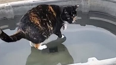 Фото - Зрителей удивил видеоролик с «божественной» кошкой, ходящей по воде