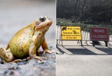 Фото - Дорогу перекрыли почти на месяц из-за жабьего брачного периода