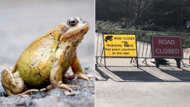 Фото - Дорогу перекрыли почти на месяц из-за жабьего брачного периода