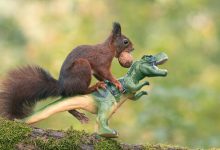 Фото - Фотограф подружил белок с игрушечными динозаврами