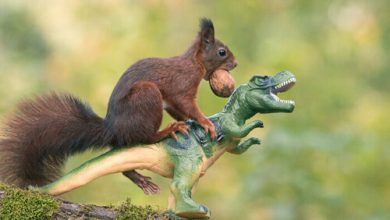 Фото - Фотограф подружил белок с игрушечными динозаврами