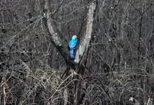 Фото - Искусственного попугая успешно спасли с дерева