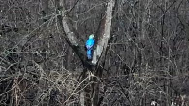 Фото - Искусственного попугая успешно спасли с дерева