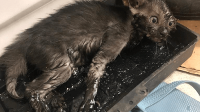 Фото - Котёнок, попавший в клейкую ловушку, стал доказательством того, что жестокие крысоловки нужно запретить