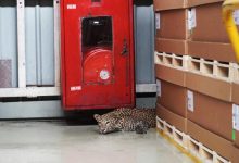 Фото - Леопард забрёл на завод «Mercedes Benz», но был благополучно изловлен