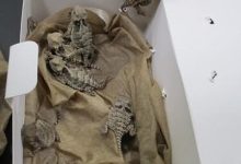 Фото - Мужчина спрятал под одеждой несколько десятков контрабандных змей и ящериц