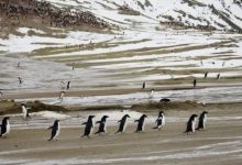 Фото - На Антарктиду и Арктику обрушились аномальные волны тепла