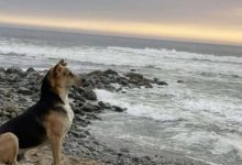 Фото - Пёс каждый день смотрит на океан и ждёт хозяина-рыбака, который никогда не вернётся