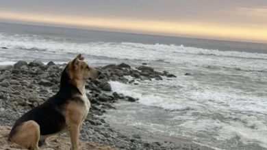 Фото - Пёс каждый день смотрит на океан и ждёт хозяина-рыбака, который никогда не вернётся