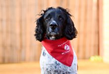Фото - Пёс, ставший героическим донором крови, вышел на пенсию
