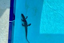 Фото - Школьникам не удалось провести тренировку по плаванию из-за аллигатора в бассейне