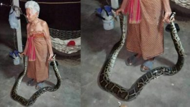 Фото - Старушка прославилась тем, что ловит змей голыми руками
