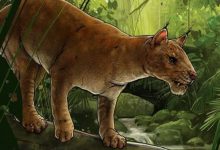Фото - Ученые нашли останки одного из первых «настоящих» хищников в мире