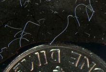 Фото - Ученые обнаружили бактерий размером с жука