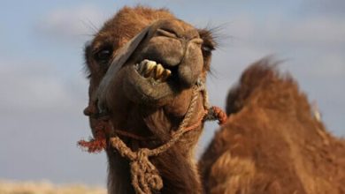 Фото - Верблюд, удравший из зоопарка, убил двух горожан