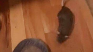 Фото - Владелица крыс придумала песенку, чтобы подманивать питомиц