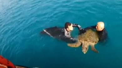 Фото - Береговая охрана спасла истощённую морскую черепаху