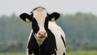 Фото - Безопасно ли есть мясо генно-модифицированных животных?