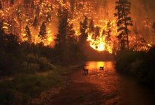 Фото - Будут ли в 2022 году серьезные лесные пожары?