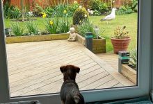 Фото - Чайка ворует собачьи игрушки и устраивает беспорядок в саду