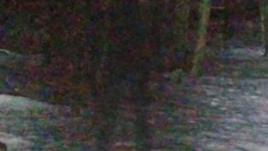 Фото - «Человек-тень» был обнаружен на виртуальной карте лесистой местности