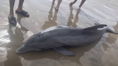 Фото - Дельфин, выброшенный на пляж, умер в результате неосторожных действий толпы зевак