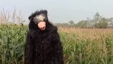 Фото - Фермер нанял человека в костюме медведя, чтобы прогонять обезьян со своего поля