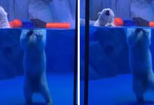 Фото - Из-за оптической иллюзии у белого медведя голова отделилась от тела