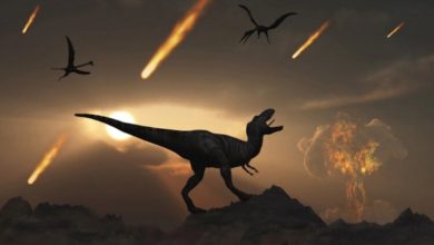 Фото - Какие травмы получили динозавры и другие животные после падения астероида?