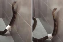 Фото - Королевская кобра пробралась в ванную и обмоталась туалетной бумагой