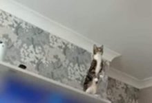 Фото - Любопытная кошка отважилась запрыгнуть на потолочный вентилятор