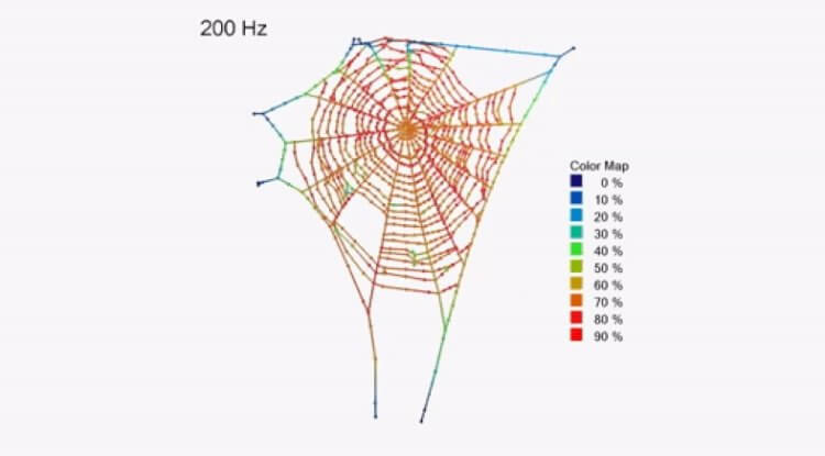 Пауки используют паутину как гигантский слуховой аппарат