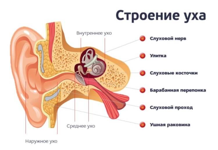 Пауки используют паутину как гигантский слуховой аппарат