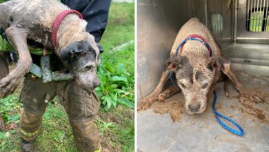 Фото - Пожарные спасли собаку, которая забрела в ливневую канализацию