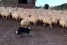 Фото - Решительная овца показала молодой собаке, кто является хозяином на ферме