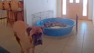 Фото - С помощью камеры видеонаблюдения хозяева заставили собаку покормить щенков