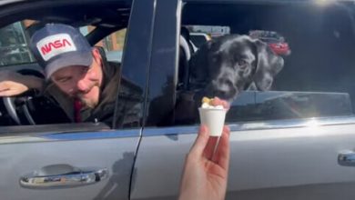 Фото - Собака, которую угостили мороженым, заглотила его вместе со стаканчиком