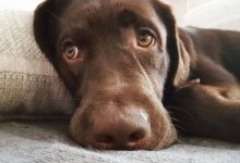 Фото - Собаки научились строить «щенячьи глазки» под влиянием людей