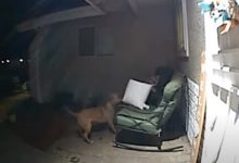 Фото - Соседский пёс явился в гости, чтобы украсть подушку
