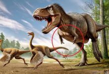 Фото - Ученые объяснили, почему у тираннозавров были короткие передние лапы
