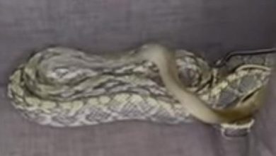 Фото - Змея, которую мужчина нашёл на диване, оказалась экзотической