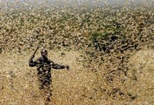 Фото - 5 насекомых, которые вредят сельскому хозяйству и могут привести к голоду