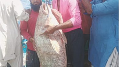 Фото - Бедный рыбак разбогател, поймав одну-единственную рыбу