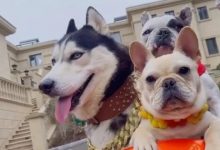 Фото - Бизнесмен построил для своих собак особняк с парком развлечений