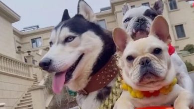 Фото - Бизнесмен построил для своих собак особняк с парком развлечений