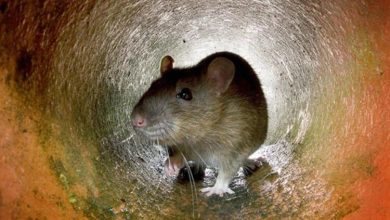 Фото - Чем городские крысы опасны для людей?