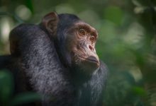 Фото - Что такое оспа обезьян и появится ли она в России?